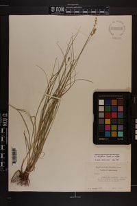 Carex retroflexa image