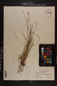 Carex retroflexa image