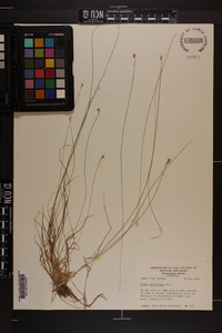 Carex retroflexa image