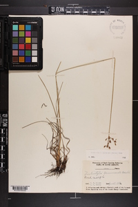 Fimbristylis puberula image