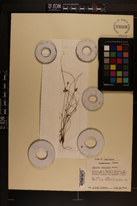 Cyperus bipartitus image