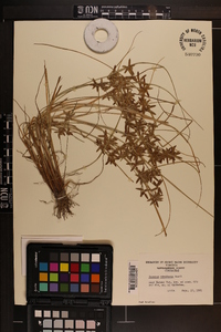 Cyperus bipartitus image