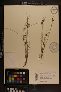 Cyperus bipartitus image