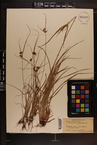 Cyperus torreyi image