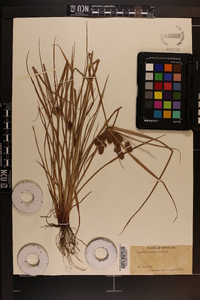 Cyperus torreyi image