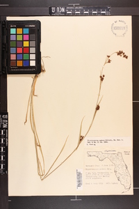 Rhynchospora caduca image