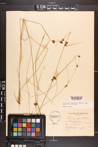 Rhynchospora capitellata image