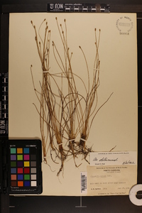 Eleocharis albida image