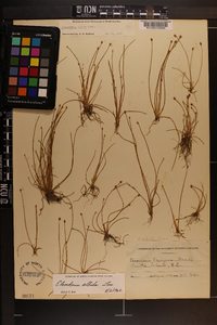 Eleocharis albida image