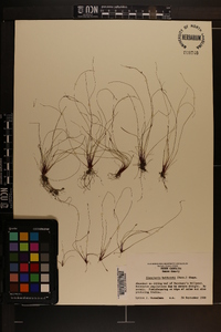 Eleocharis baldwinii image