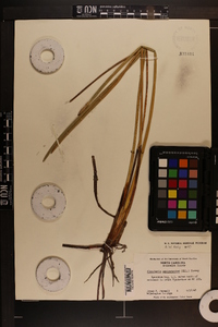 Eleocharis equisetoides image