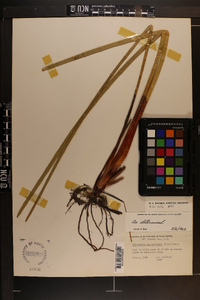 Eleocharis equisetoides image