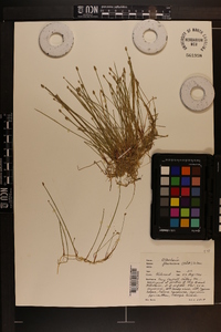 Eleocharis flavescens image