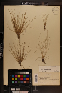 Eleocharis microcarpa var. filiculmis image