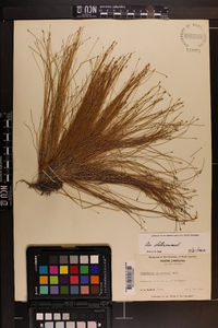 Eleocharis microcarpa image