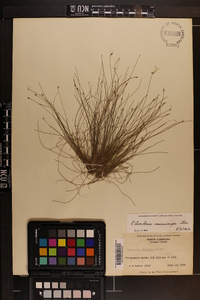 Eleocharis microcarpa image