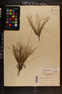 Eleocharis microcarpa var. filiculmis image