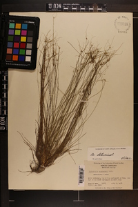 Eleocharis microcarpa image