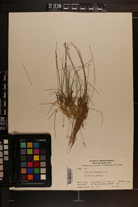 Eleocharis microcarpa var. filiculmis image