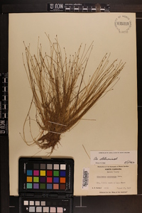 Eleocharis microcarpa var. filiculmis image