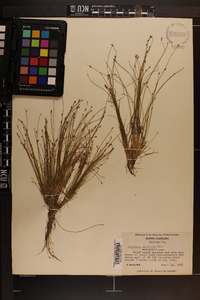 Eleocharis microcarpa image