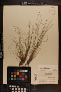 Eleocharis microcarpa image