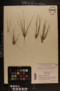 Eleocharis microcarpa var. filiculmis image