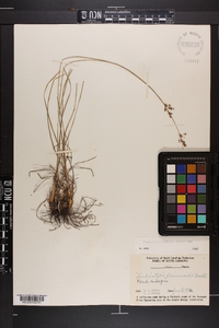 Fimbristylis puberula image