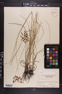 Fimbristylis puberula image