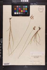 Fimbristylis puberula image