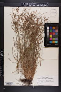 Fimbristylis annua image