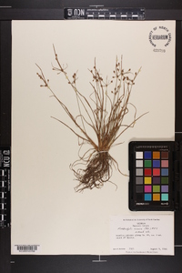 Fimbristylis annua image