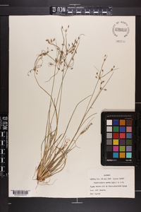 Fimbristylis annua image