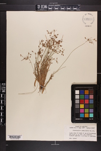 Fimbristylis annua image