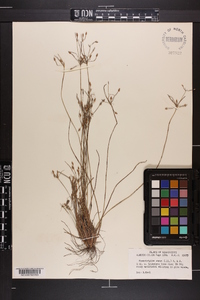 Fimbristylis annua image