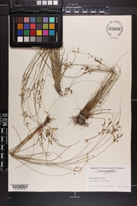 Fimbristylis annua image