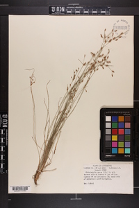 Fimbristylis annua image