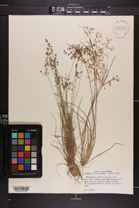 Fimbristylis annua image