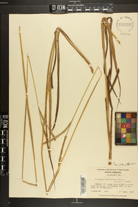 Paspalum floridanum image