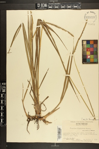 Paspalum floridanum image