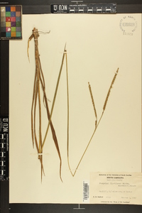 Paspalum floridanum image