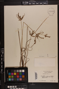 Cyperus iria image