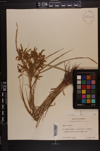 Cyperus iria image