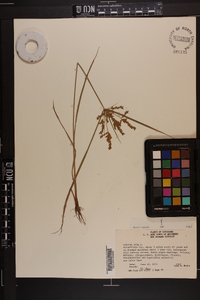 Cyperus iria image