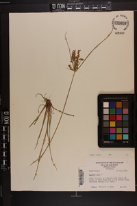 Cyperus iria image