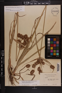 Cyperus lancastriensis image