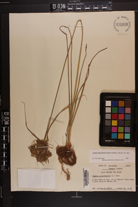 Cyperus lancastriensis image