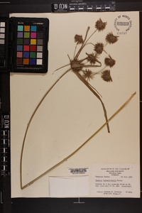 Cyperus lancastriensis image