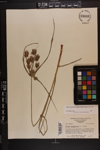 Cyperus lancastriensis image