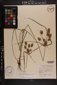 Cyperus lancastriensis image